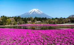 ทัวร์ญี่ปุ่น โตเกียว วัดมัตสึจิยามะโชเด็น หุบเขาโอวาคุดานิ ล่องเรือโจรสลัดชมทะเลสาบอาชิ เทศกาลฟูจิชิบะซากุระ อิสระเต็มวัน