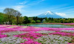 ทัวร์ญี่ปุ่น โตเกียว เทศกาลชมดอกชิบะซากุระ พระใหญ่คามาคุระ หมู่บ้านโอชิโนะฮัคไค อิสระเต็มวัน