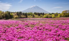 ทัวร์ญี่ปุ่น โตเกียว เทศกาลชมดอกชิบะซากุระ หมู่บ้านโบราณอิยาชิโนะซาโตะ วัดนาริตะซัง อิสระเต็มวัน