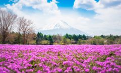 ทัวร์ญี่ปุ่น โตเกียว เทศกาลชิบะซากุระ 2026 หมู่บ้านโอชิโนะฮัคไค วัดนาริตะซัน เมืองเก่าคาวาโกเอะ