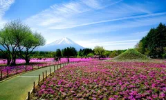 ทัวร์ญี่ปุ่น โตเกียว ฟูจิ ศาลเจ้าคาเมโดะเทนจิน ภูเขาไฟฟูจิ ทุ่งชิบะซากุระ แมวยักษ์ 3 มิติ อิสระเต็มวัน