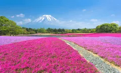 ทัวร์ญี่ปุ่น โตเกียว อิบารากิ ชมดอกชิบะซากุระ พระใหญ่อุชิคุไดบุตสึ ภูเขาไฟฟูจิ วัดอาซากุสะ อิสระเต็มวัน