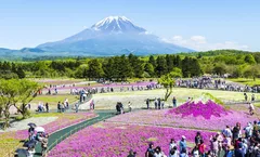 ทัวร์ญี่ปุ่น โตเกียว ชมซากุระ Fuji Shibazakura Festival 2024 หมู่บ้านโอชิโนะฮัคไค ศาลเจ้าฮิเอะจิงจะ สะพานนิจูบาชิ 