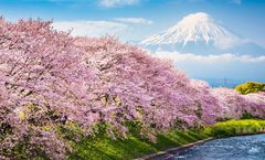ทัวร์ญี่ปุ่น สงกรานต์ โตเกียว ชมซากุระ ภูเขาไฟฟูจิ เทศกาลชมดอกทิวลิป หลวงพ่อโตไดบุทสึ หมู่บ้านโอชิโนะฮัคไค
