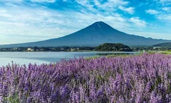 ทัวร์ญี่ปุ่น โตเกียว โอซาก้า วัดอาซากุซะ สวนดอกไม้โออิชิ ปราสาทมัตสึโมโต้ ศาลเจ้าฟูชิมิอินาริ อิสระเต็มวัน