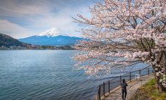 ทัวร์ญี่ปุ่น โตเกียว วัดอาซากุสะ สวนโชวะคิเนน หมู่บ้านโอชิโนะฮัคไค เทศกาลซากุระ Fuji Kawaguchiko อิสระเต็มวัน