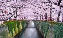 ทัวร์ญี่ปุ่น อิบารากิ โตเกียว ชมซากุระที่แม่น้ำเมกุโระ สวนอุเอโนะ ภูเขาไฟฟูจิ วัดอาซากุสะ พระใหญ่อุชิคุ ไดบุตสึ อิสระเต็มวัน