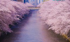 ทัวร์ญี่ปุ่น โตเกียว ชมซากุระ ณ ริมแม่น้ำเมกุโระ พระใหญ่อุชิคุไดบุสสึ สวนดอกไม้อาชิคางะ พระใหญ่คามาคุระไดบุทสึ