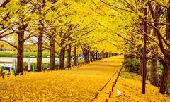 ทัวร์ญี่ปุ่น โตเกียว คาวาโกเอะ ชมใบไม้เปลี่ยนสีสวนโชวะคิเนน อุโมงค์เมเปิ้ล โมมิจิ ไคโร วัดอาซากุสะ อิสระเต็มวัน