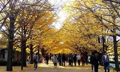 ทัวร์ญี่ปุ่น โตเกียว นาโกย่า ใบไม้เปลี่ยนสี หุบเขาโครังเค สวนโชวะคิเนน น้ำตกชิราอิโตะ พักออนเซ็น 1 คืน 
