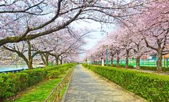 ทัวร์ญี่ปุ่น โตเกียว โฮคุโตะ ชมซากุระสวนอูเอโนะ & สวนกองเก็นโดโคเอ็น นั่งกระเช้าชินโฮตากะ อิสระเต็มวัน