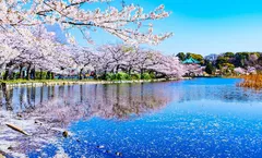 โปร 12.12 ลด 1,000/ที่ จองภายใน 11-25 ธ.ค.68 : ทัวร์ญี่ปุ่น โตเกียว ชมซากุระสวนอุเอโนะ วัดอาซากุสะ หมู่บ้านโอชิโนะฮักไก ทะเลสาบยามานากาโกะ อิสระเต็มวัน