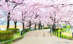 ทัวร์สงกรานต์ ญี่ปุ่น โตเกียว วัดอาซากุสะ ศาลเจ้าคาโทริ หมู่บ้านอิยาชิโนะซาโตะ ชมซากุระสวนอุเอโนะ อิสระเต็มวัน