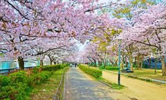 ทัวร์ญี่ปุ่น โอซาก้า โตเกียว ชมซากุระ สวนอุเอโนะ หมู่บ้านชิราคาวาโกะ สวนดอกไม้ริมทะเลสาบฮามานะ พักออนเซ็น 1 คืน 