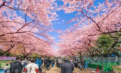 ทัวร์ญี่ปุ่น เกียวโต โตเกียว ชมซากุระ ณ สวนอุเอโนะ หมู่ชิราคาวาโกะ ปราสาททองคิงคะคุจิ พักออนเซ็น