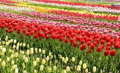 ทัวร์ญี่ปุ่น สงกรานต์ โตเกียว ชมเทศกาลดอกทิวลิป Sakura Tulip Festa ศาลเจ้าฮิคาวะ พักออนเซ็น 2 คืน อิสระเต็มวัน