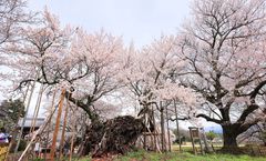 ทัวร์ญี่ปุ่น คามาคุระ โตเกียว จินไดซากุระ นั่งกระเช้าลอยฟ้ามิโนบุ หมู่บ้านโมเอกิ ราคารวมทุกอย่างแล้ว อิสระเต็มวัน