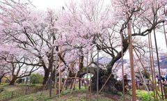 ทัวร์ญี่ปุ่น คามาคุระ โตเกียว จินไดซากุระ เกาะเอโนชิมะ หมู่บ้านโมเอกิ อิสระเต็มวัน ราคารวมทุกอย่างแล้ว