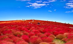 ทัวร์ญี่ปุ่น โตเกียว เกียวโต อุทยานแห่งชาติฮาโกเน่ สวนดอกไม้โออิชิปาร์ค ล่องเรือทะเลสาบอาชิ อิสระเต็มวัน