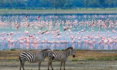 ทัวร์เคนย่า แทนซาเนีย ไนโรบี อุทยานอัมโบเซลี หมู่บ้านชาวมาไซมารา ทะเลสาบสีชมพูนากูรู กิจกรรมส่องสัตว์ Game Drive ตามหา Big 5