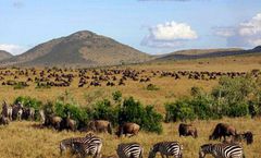 ทัวร์แอฟริกา เคนย่า ไนโรบี อุทยานแห่งชาติแอมโบเซลี อุทยานแห่งชาติมาไซมาร่า ศูนย์อนุรักษ์พันธุ์ยีราฟ ชนเผ่ามาไซ