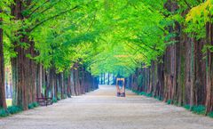 ทัวร์เกาหลี เกาะนามิ สะพานโซยังกัง สวนสนุกล็อตเต้เวิล์ด พระราชวังเคียงบกกุง หมู่บ้านโบราณอิกซอนดง