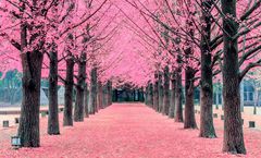 ทัวร์เกาหลี สงกรานต์ โซล เกาะนามิ ถนนสายดอกซากุระเอเดน สวนนกเบโกเนีย คาพยอง Inspire Entertainment Resort