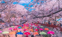 ทัวร์เกาหลี ปูซาน จินแฮ อุโมงค์ซากุระคลองยอชวาชอน นั่งรถไฟสกายแคปซูล หมู่บ้านวัฒนธรรมคัมชอน