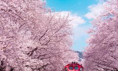 ทัวร์เกาหลี คยองจู ปูซาน จินแฮ ทางรถไฟดอกซากุระคยองฮวา คลองยอชวาชอน หอดูดาวชอมซงแด ถ้ำซอกกูรัม