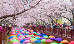 ทัวร์เกาหลี ญี่ปุ่น ปูซาน เกาะสึชิมะ อุโมงค์ซากุระคลองยอชวาชอน เทศกาลซากุระจินแฮ ศาลเจ้าชินโต อิสระเต็มวัน