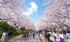 ทัวร์เกาหลี ปูซาน จินแฮ เทศกาลซากุระจินแฮ ทางรถไฟดอกซากุระคยองฮวา หมู่บ้านวัฒนธรรมคัมชอน Yeosu Art Land