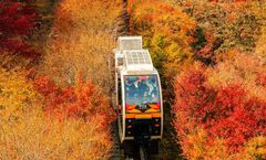ทัวร์เกาหลี คังนึง โซล นั่งรถไฟโมโนเรลชมใบไม้เปลี่ยนสี ณ สวนพฤกษศาสตร์ฮวาดัม พระราชวังเคียงบกกุง