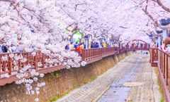 ทัวร์เกาหลี ปูซาน ชมดอกซากุระเทศกาลจินแฮ นั่งรถไฟ SKY CAPSULE วัดแฮดงยงกุงซา หมู่บ้านวัฒนธรรมคัมชอน