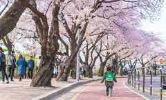 ทัวร์เกาหลี โซล ชมซากุระสวนยออิโด ทะเลสาบซอกชน สวนสนุกล็อตเต้เวิลด์ ใส่ชุดฮันบกชมพระราชวังเคียงบ๊อค 