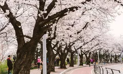 ทัวร์เกาหลี โซล เทศกาลดอกซากุระถนนยออีโด เทศกาลดอกทิวลิป สวนสนุกเอเวอร์แลนด์ โซลทาวเวอร์ พระราชวังชางด็อกกุง