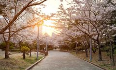 ทัวร์เกาหลี ชมซากุระสวนสาธารณะยออีโด สวนสนุกเอเวอร์แลนด์ พระราชวังชางด็อก หอคอยเอ็น โซลทาวเวอร์