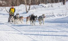 ทัวร์มองโกเลีย อูลานบาตอร์ อนุสรณ์สถานไซซัง Ski Resort หินเต่า อนุสาวรีย์เจงกีสข่าน สุนัขฮัสกี้ลากเลื่อนแม่น้ำน้ำแข็ง