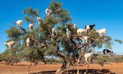 ทัวร์สเปน โมร็อกโก มอริเตเนีย หมู่เกาะคะแนรี อุทยานแห่งชาติเตย์เด พระราชวังอัลฮัมบร้า แพะปีนต้นอาร์แกน รวมวีซ่า+ค่าทิปแล้ว