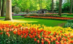 ทัวร์เนเธอร์แลนด์ เบลเยี่ยม ฝรั่งเศส เทศกาลดอกทิวลิปสวนเคอร์เคนฮอฟ หมู่บ้านกีธูร์น หอไอเฟล พิพิธภัณฑ์ลูฟวร์