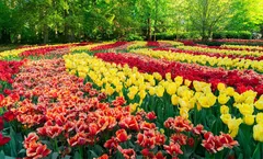 ทัวร์ยุโรป 4 ประเทศ อัมสเตอร์ดัม ลิเซ่ Zaanse Schans ปราสาทไฮเดลเบิร์ก ล่องเรือแม่น้ำไรน์ เทศกาลดอกทิวลิป 