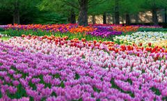 ทัวร์ยุโรป 4 ประเทศ อัมสเตอร์ดัม ลิซเซ่ ชมเทศกาลดอกทิวลิปสวนคอยเคนฮอฟ สะพานอโดฟี่ จัตุรัสแกรนด์เพลซ 