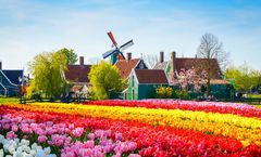 ทัวร์เยอรมัน เนเธอร์เเลนด์ เบลเยี่ยม ฝรั่งเศส บาห์เรน แฟรงค์เฟิร์ต อัมสเตอร์ดัม โคโลญ เทศกาลดอกไม้ KEUKENHOF