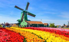 ทัวร์ยุโรปตะวันตก สงกรานต์ ลิซเซ่ อัมสเตอร์ดัม เทศกาลชมดอกทิวลิปสวนเคอเคนฮอฟ หอไอเฟล มหาวิหารโคโลญ