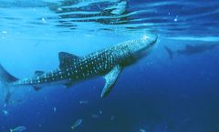 ทัวร์ฟิลิปปินส์ เซบู เกาะโบโฮล ดำน้ำชมฉลามวาฬ ช็อกโกแลตฮิลส์ ชมลิงทาร์เซียร์ อนุสาวรีย์มรดกแห่งเซบู