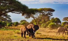 ทัวร์แอฟริกาใต้ สงกรานต์ พริทอเรีย เคปทาวน์ แหลมกู๊ดโฮป หาดโบลเดอร์ ซันซิตี้ กิจกรรมส่องสัตว์ นั่งรถ Sidecar รวมทิปไกด์