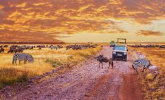 ทัวร์แอฟริกาใต้ พริทอเรีย เคปทาวน์ อุทยานสัตว์ป่าขุนเขาพีลันเนสเบิร์ก ฟาร์มนกกระจอกเทศ กิจกรรมส่องสัตว์ซาฟารี ล่องเรือชมแมวน้ำ