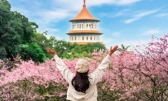 ทัวร์ไต้หวัน ไถจง ไทเป ชมซากุระวัดอูจีเทียนหยวน อุทยานอาลีซาน อุทยานเย๋หลิ่ว ถนนโบราณจิ่วเฟิ่น