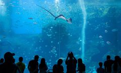 ทัวร์ไต้หวัน บินตรงเชียงใหม่ ไถจง ไทเป Xpark Aquarium หมู่บ้านโบราณจิ่วเฟิ่น วัดหลงซาน ตึกไทเป 101
