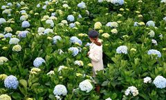 ทัวร์เวียดนาม ดาลัด ทุ่งไฮเดรนเยียร์ สวนดอกไม้เมืองหนาว วัดตั๊กลั้ม น้ำตกดาตันลา ฟาร์มเลี้ยงชะมด