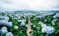 ทัวร์เวียดนาม มุยเน่ ดาลัด สวนดอกไฮเดรนเยีย วัด LINH PHUOC วัดตั๊กลัม น้ำตกดาตันลา FRESH GARDEN ทะเลทรายขาว 
